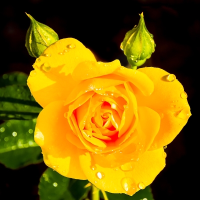 Tiled Image