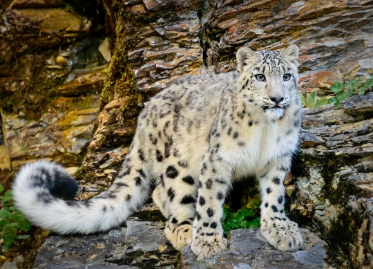 Tiled Image