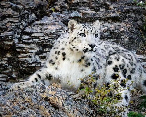 Tiled Image