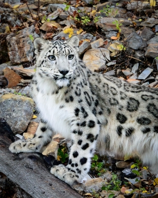 Tiled Image
