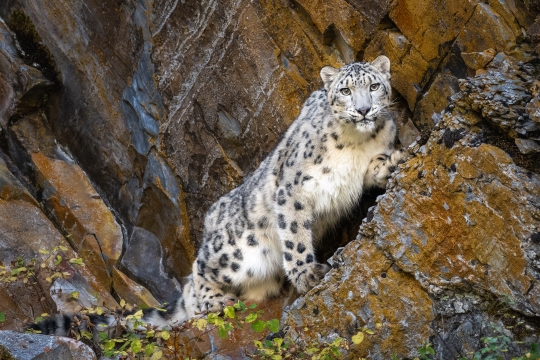 Tiled Image