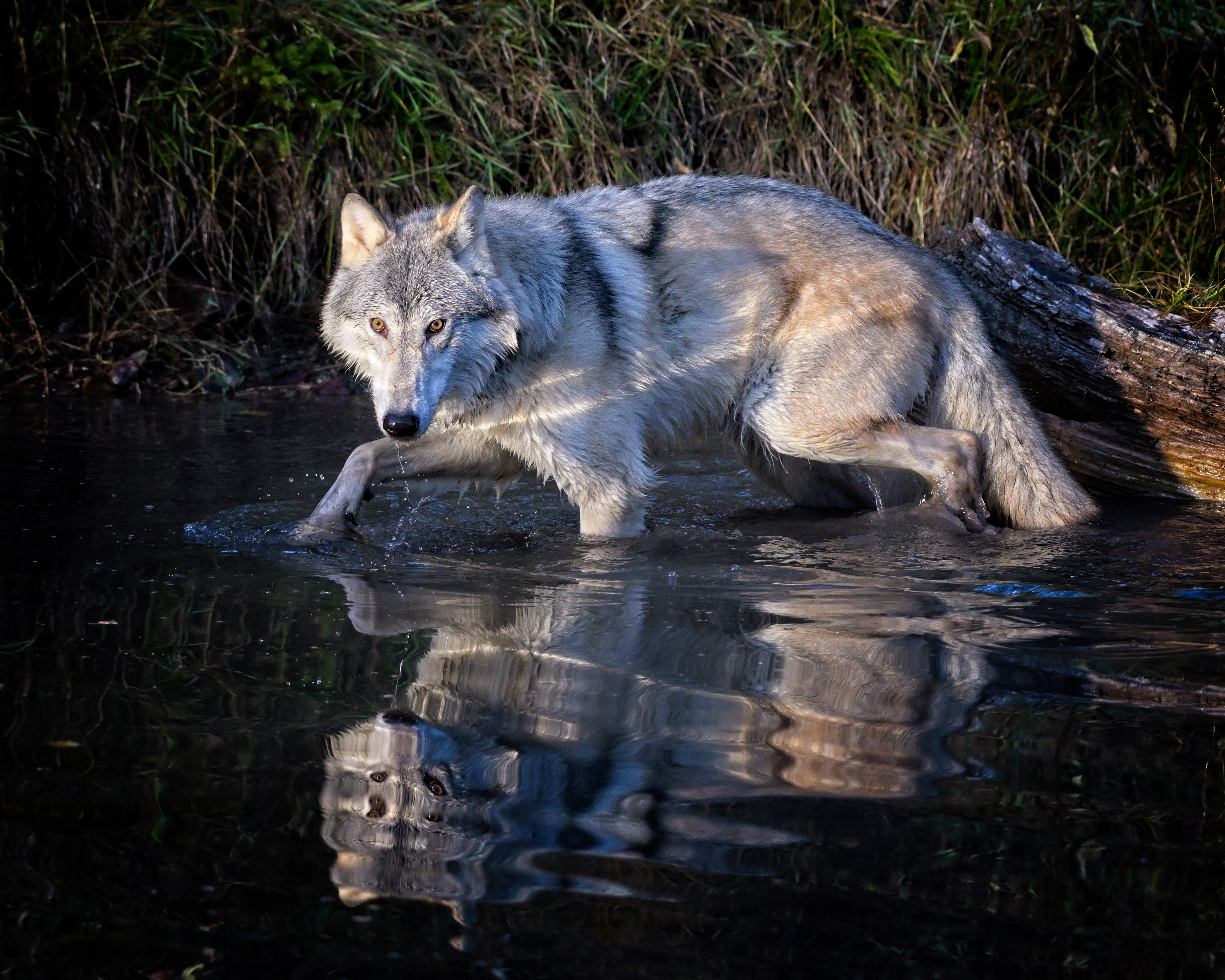 Tiled Image