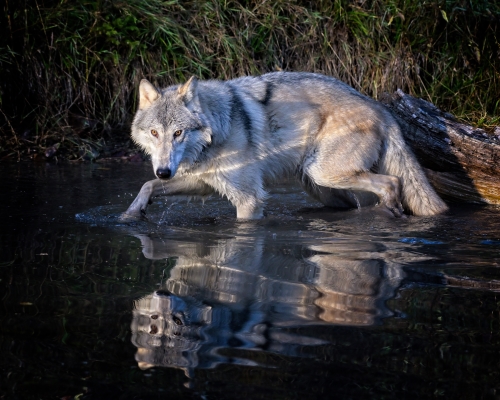 Tiled Image