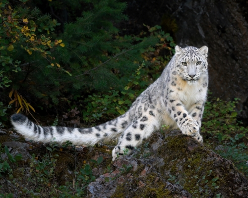 Tiled Image
