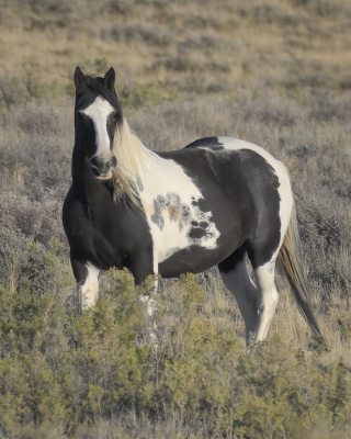 Tiled Image