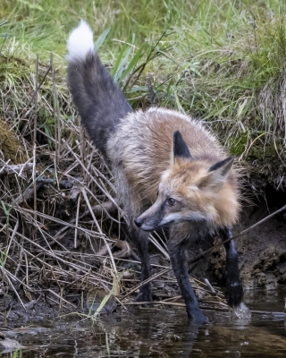 Tiled Image