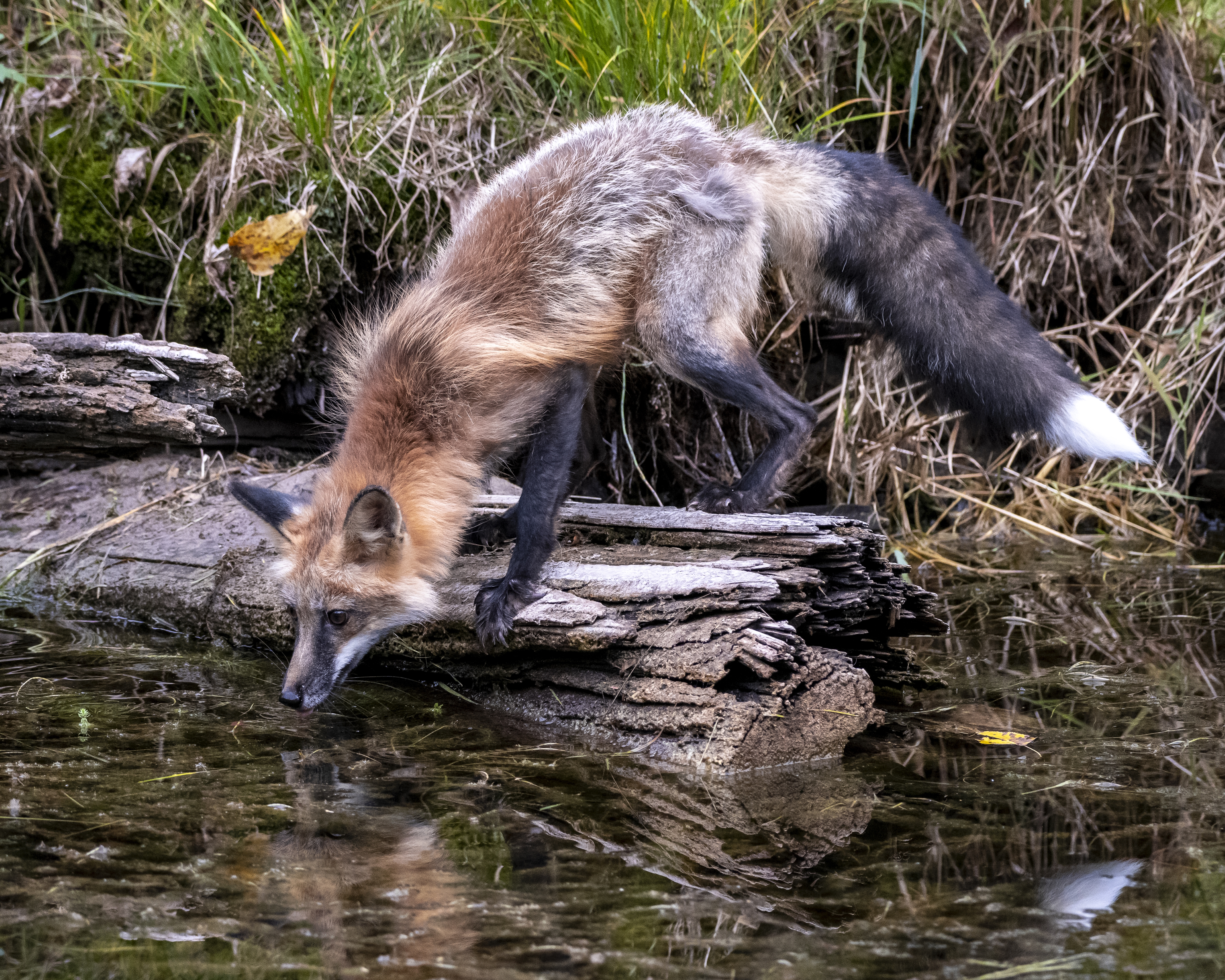 Tiled Image