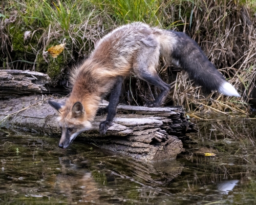 Tiled Image