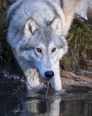 Tiled Image