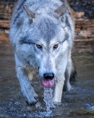 Tiled Image