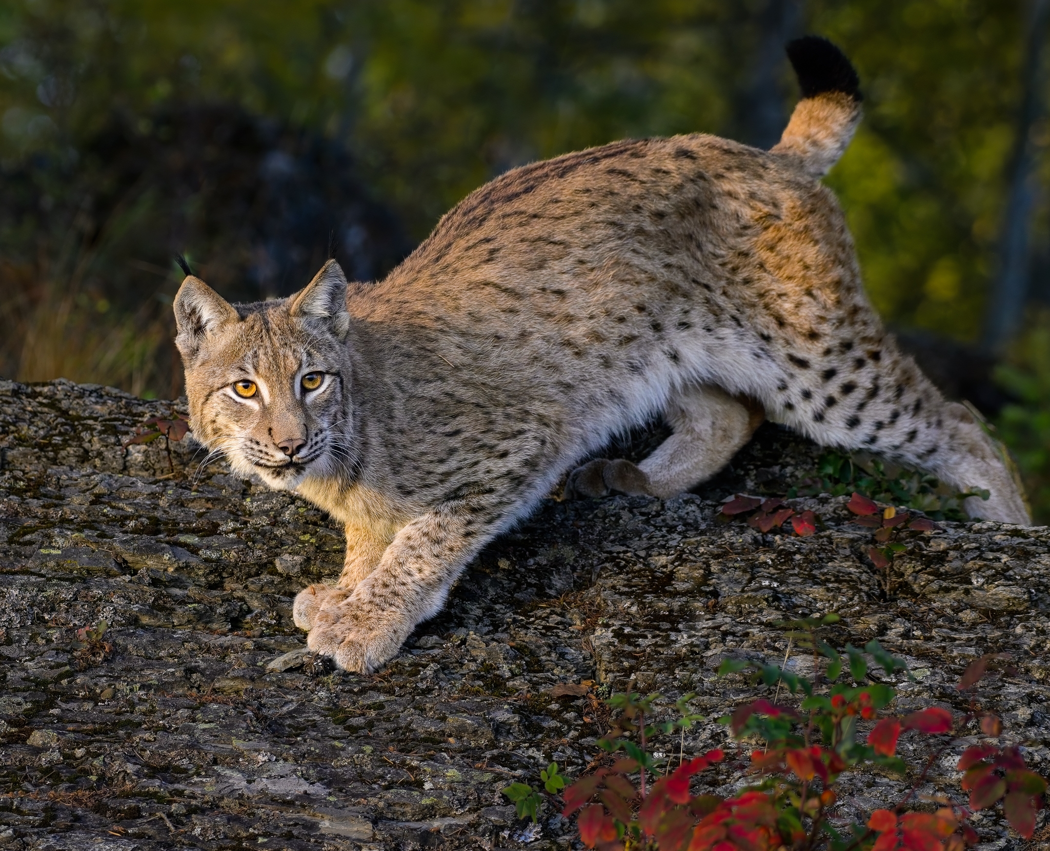 Tiled Image